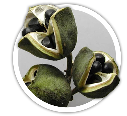 Ксантоцерас горобинний